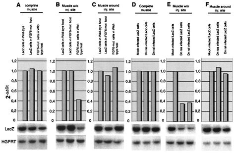 Fgf Mutant And Ras Ral Dominant Negative Dn Infected Myoblasts Have