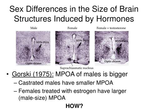 PPT Sex Differentiation And Dimorphism PowerPoint Presentation Free