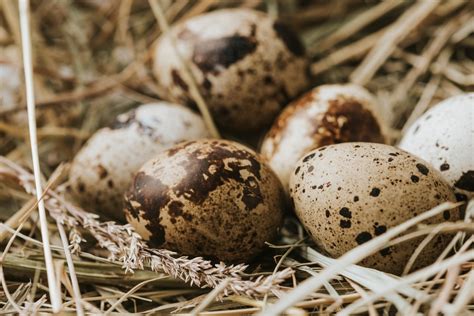 Quail Eggs & Why They're Perfect For Any Homesteader