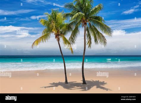 Tropical Sunny Beach With Coco Palms And The Turquoise Sea On Caribbean