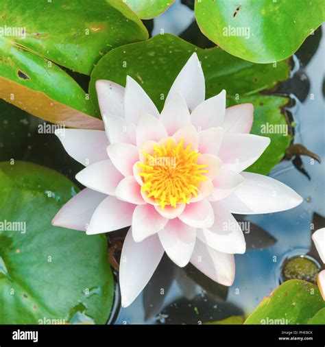 White Flower Water Lilly Stock Photo Alamy