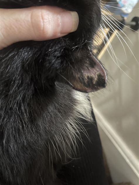 Has Anyone Seen This In A Cat Before One Dry Flaky Ear Losing Hair And The Other Completely