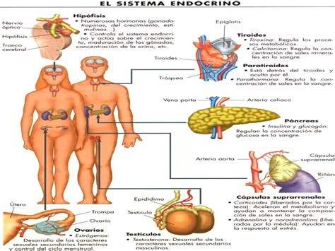 Sistema Endocrino