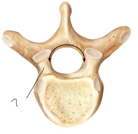 Typical Thoracic Vertebra Flashcards Quizlet