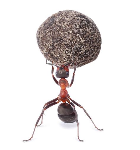 360+ Ant Carrying Heavy Stock Photos, Pictures & Royalty-Free Images ...