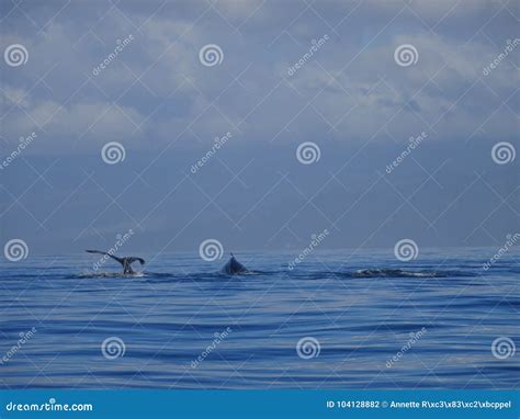 Whale Watching in Vancouver Island, Viktoria, Canada Stock Photo ...