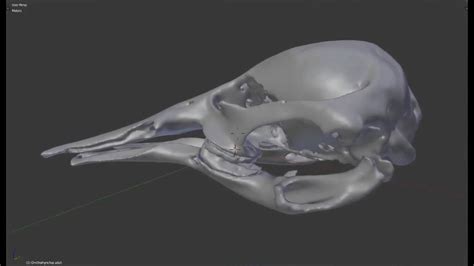 Australopithecus platypus skull - Julipulse