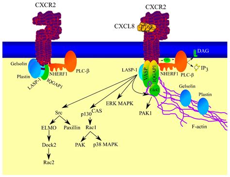 Ijms Free Full Text Cxcr2 Receptor Regulation Of Expression