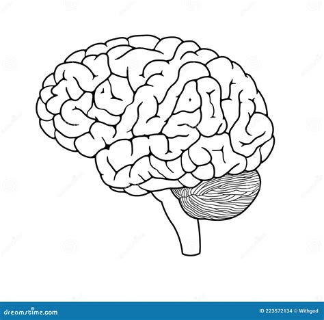 Dibujo del cerebro humano stock de ilustración Ilustración de alto