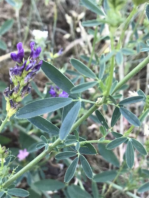 Saat Luzerne Medicago Sativa Gemeine Luzerne Medica Flickr