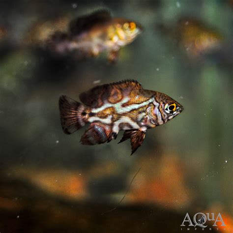 Wild Oscar Astronotus Ocellatus Orinoco Locale Aqua Imports