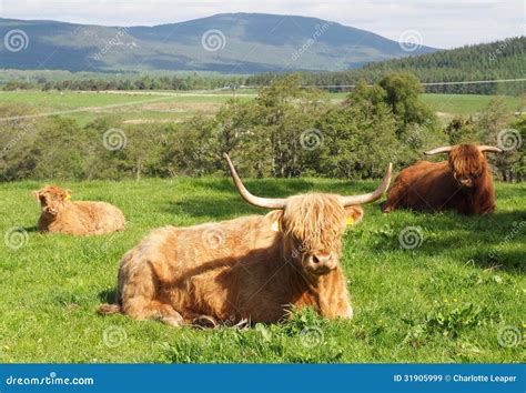 Scottish Highland Cattle Stock Image Image Of Farming 31905999