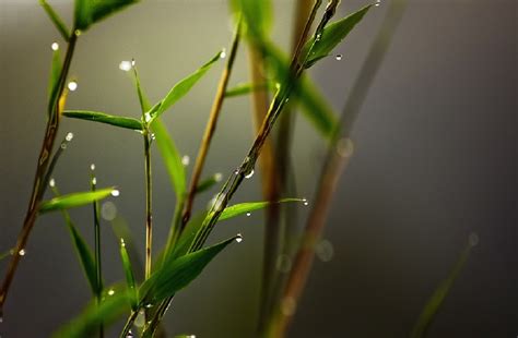 Wallpaper Sunlight Nature Plants Branch Insect Green Dew Leaf Flower Flora Drops