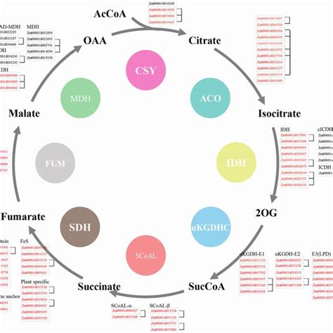 Promoter Analysis Of The Maize Tca Cycle Genes Sequences 2000 Bp