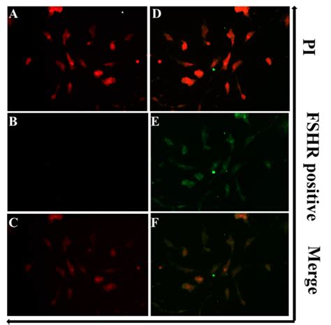 Identification Of Granulosa Cells Gcs Pi Was Used For Staining The