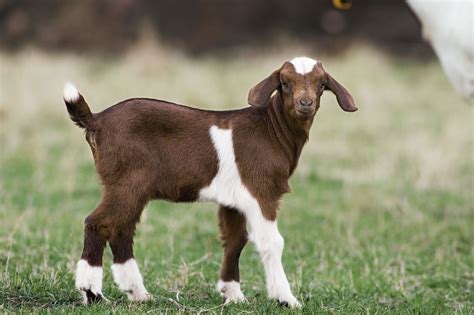 The 6 Types Of Goats Animal Of The Day Ruwaterloo