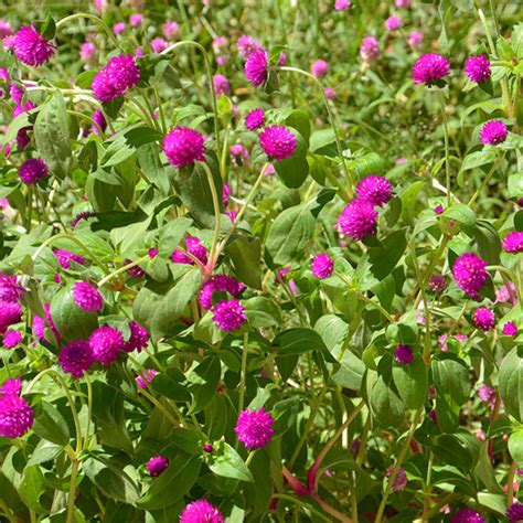 Globe Amaranth Seeds (Gomphrena globosa)