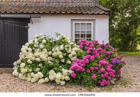 thousand beautiful hydrangea garden royalty  images stock