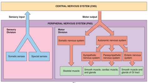 Chapter 15 The Autonomic Nervous System Flashcards Quizlet