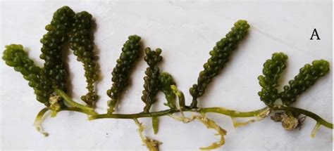 Morphology Of Caulerpa Sp Which Was Collected From Mandangin Island