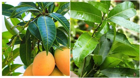 Mango Leaves To Control Diabetes Drink Mango Leaves Water Amazing For