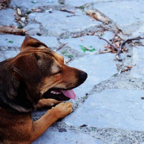 Cão intoxicado como identificar e o que fazer Blog Barkyn