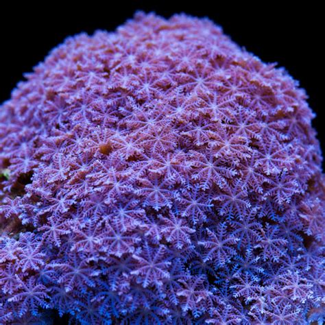 Clove Polyps For Sale Tidal Gardens