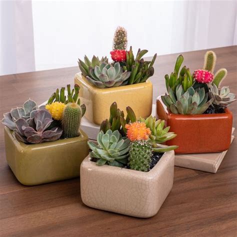 Gobi Cactus Garden | Jackson & Perkins