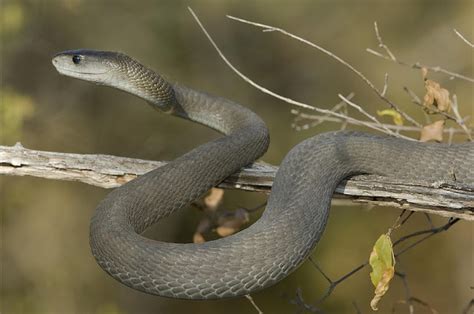 The Animal Wildlife Ular Black Mamba