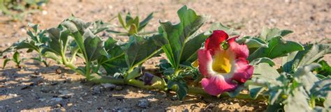 Les Bienfaits De L Harpagophytum Pour La Sant