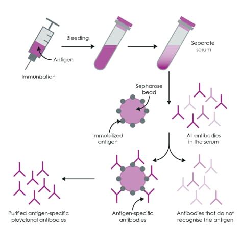 Antibody production | Abcam