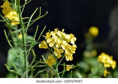 Field Mustard Flowers Brassica Campestris Brassica Stock Photo ...