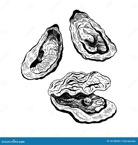 Oysters Vintage Sign Board Cartoon Vector 163167829