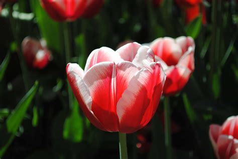 Kostenlose Bild Rote Tulpe Blume Natur Pflanze Garten Flora