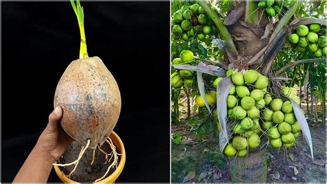 How To Grow Coconut Tree From Seed Grow Coconut Plant At Home In