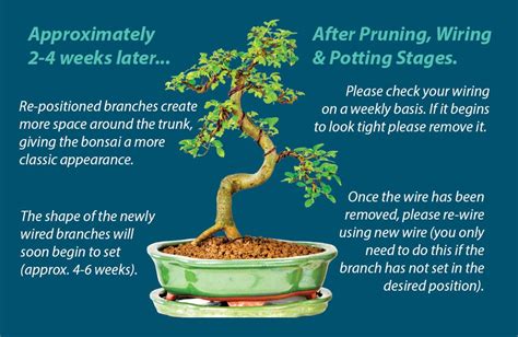 Wiring Bonsai A Step By Step Guide