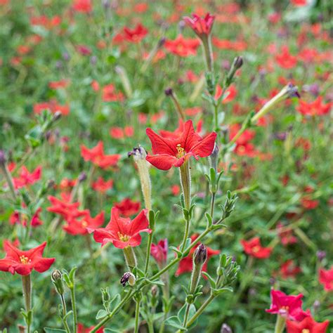 Petunia Seeds