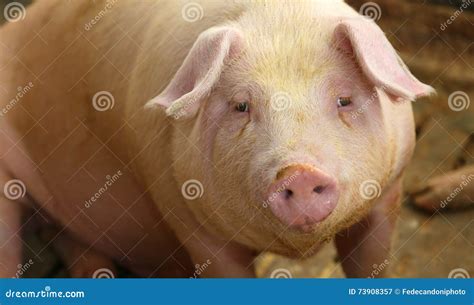 Fat Pigs In A Sty On A Farm Stock Image Image Of Piggery Herding