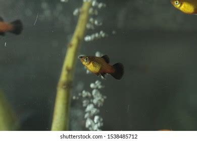 Red Molly Fish Fish Tank Stock Photo 1538485745 | Shutterstock