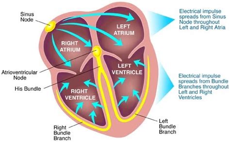 Heart Electrical Conduction System Diagram Diagram Of Conduc