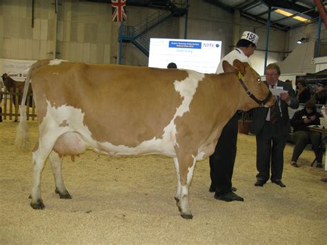 S.W. Dairy Show/ National Guernsey Show 2016 - English Guernsey Cattle Society