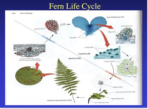 Solved Describe The Alternation Of Generations Life Cycle