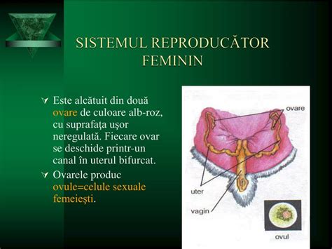 Ppt Sistemul Reprod U C Ă Tor Şi Reproducerea Powerpoint Presentation