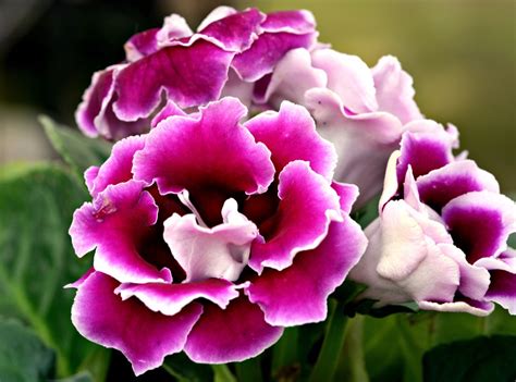 Gloxinia Flower Flora - Free photo on Pixabay - Pixabay