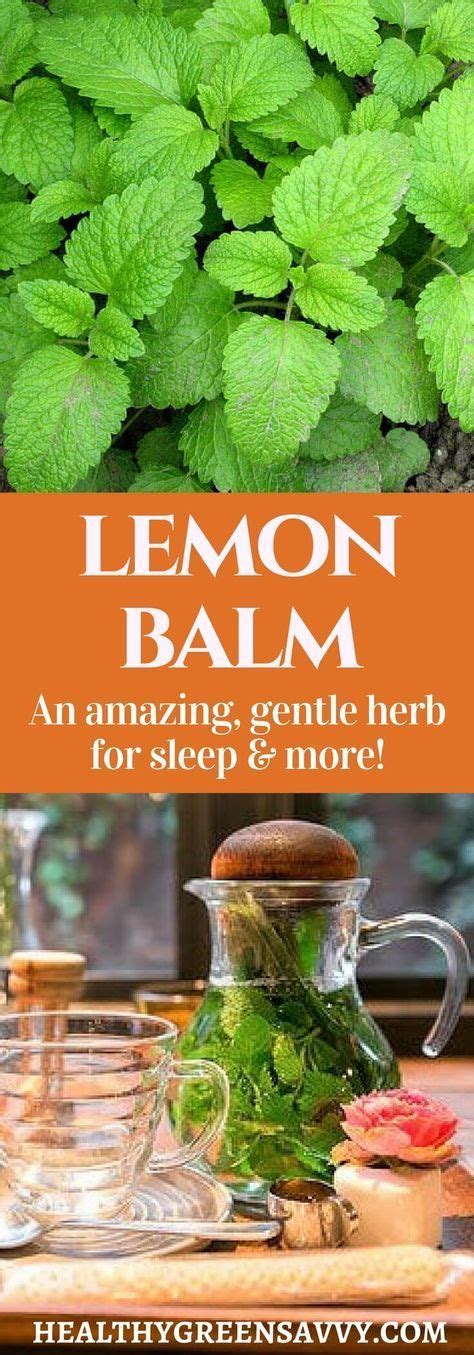 Uses For Lemon Balm Lemon Balm Is Far And Away My Favorite Herb For