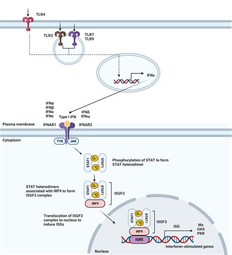 Frontiers Harnessing Type I Interferon Mediated Immunity To Target Malignant Brain Tumors