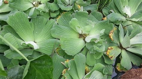 Pistia Stratiotes Araceae Water Lettuce Water Cabbage Nile