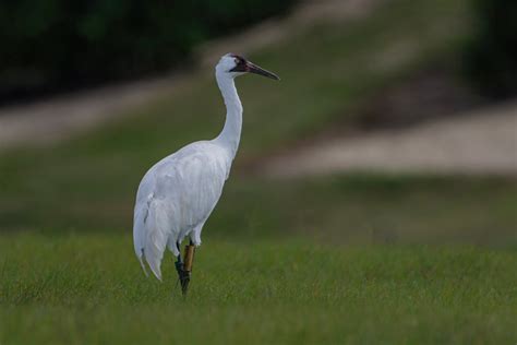Whooping Cranes Florida Gulf Coast Creations