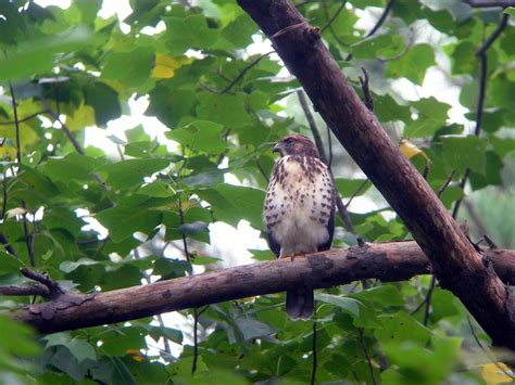 Broad Winged Hawk Ebird