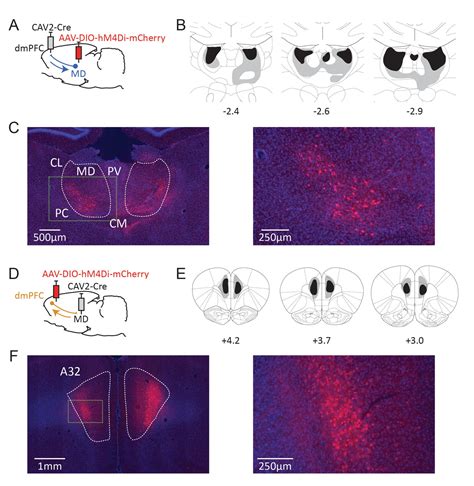 Figures and data in Thalamocortical and corticothalamic pathways ... 